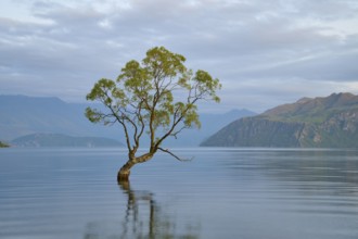 A tree stands calmly in the blue water of a lake, surrounded by mountains, summer, Lake Wanaka,