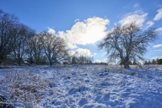 Snowy winter landscape with bare trees and a clear sky, Winter, Oberelsbach, Lange Rhön, Rhön,