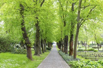 Linden avenue (Tilia) at the Trinitatisfriedhof in Riesa, Saxony, Germany, Europe