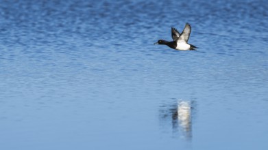 Tufted Duck, Aythya fuligula in flight at winter in Slimbridge, England, United Kingdom, Europe