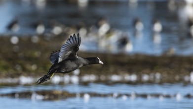 Eurasian Coot, Fulica atra, bird in flight over winter marshes