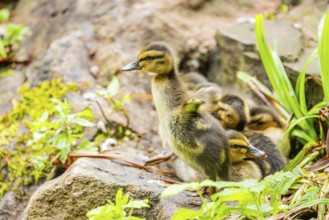 Wild duck (Anas platyrhynchos) youngsters, Bavaria, Germany, Europe