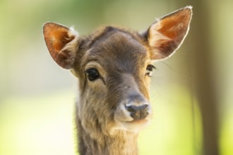 Fallow deer (Dama dama) fawn, portrait, in a forest, Bavaria, Germany, Europe