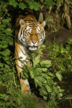 Siberian tiger or Amur tiger (Panthera tigris altaica) walking on the ground, Bavaria, Germany,