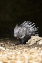 Old World porcupines (Hystrix cristata), youngster, Germany, Europe