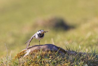 White wagtail (Motacilla alba) with nesting material in its beak balances on one leg with its wing