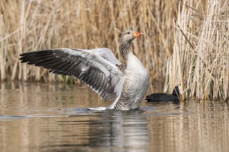 Greylag goose (Anser anser) flapping its wings, Thuringia, Germany, Europe