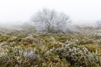 Beach milkwort (Glaux maritima) with hoar frost and windblown fog in the dune landscape on