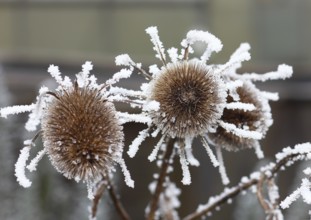 Wild teasel (Dipsacus fullonum), dried inflorescences with hoarfrost, North Rhine-Westphalia,