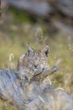 One young (10 weeks old) male Eurasian lynx, (Lynx lynx), resting on a rotten tree