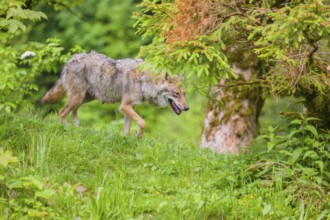 A female Eurasian grey wolf (Canis lupus lupus) runs through the dense green undergrowth at the