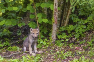 A gray wolf pup (Canis lupus lupus) stands at the edge of a forest on a rainy day