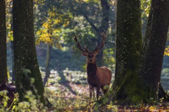 A Red Deer stag (Cervus elaphus) stands in a forest