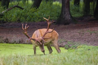 A red deer stag (Cervus elaphus) stands in a pond covered with duckweed