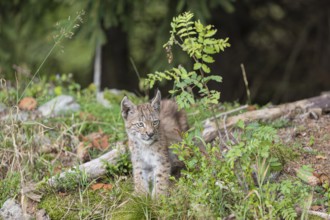 One young (10 weeks old) male Eurasian lynx, (Lynx lynx), walking over mossy rocks at a forest edge