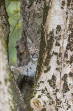 One young (10 weeks old) male Eurasian lynx, (Lynx lynx), climbing in a split tree