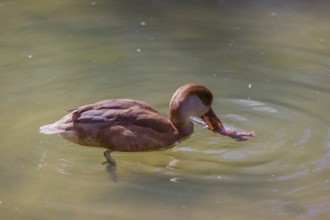 A female red-crested pochard (Netta rufina) tries to eat a grass frog (Rana temporaria)