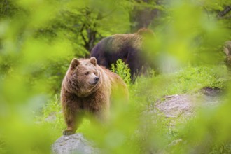 An adult female and a young male (Ursus arctos arctos) stand on a hilltop behind a rotting tree,