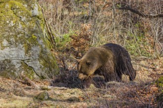 An adult male brown bear (Ursus arctos arctos) walks through the undergrowth of a forest