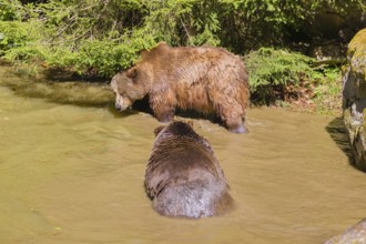 A Eurasian brown bear (Ursus arctos arctos) sow fighting with a big male in a pond