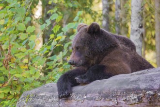 A young male Eurasian brown bear (Ursus arctos arctos) rests on a rotting log lying on the ground