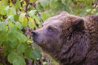 An adult female brown bear (Ursus arctos arctos) eating leaves from a birch tree