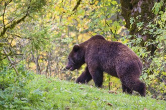 A young male Eurasian brown bear (Ursus arctos arctos) walks across a meadow along autumnal colored