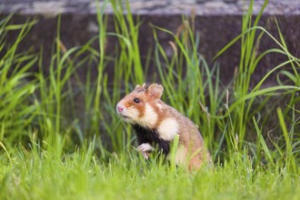 A European hamster (Cricetus cricetus), Eurasian hamster, black-bellied hamster or common hamster,