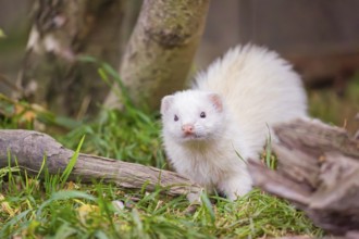 A female ferret (Mustela putorius furo) stands in grass between dead roots of trees