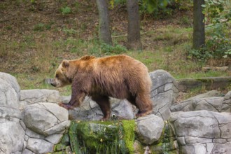 A Kamchatka brown bear (Ursus arctos piscator) runs across a rocky area in front of a forest