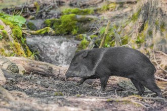 A collared peccary (Dicotyles tajacu) stands in a forest in front of a small cataract