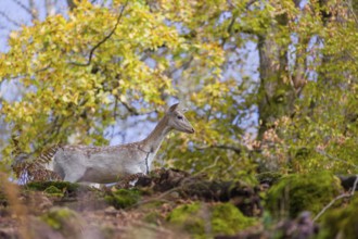 A white fallow deer (Dama dama) roams through a forest in search of food