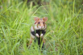 A European hamster (Cricetus cricetus), Eurasian hamster, black-bellied hamster or common hamster,