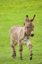 A mixed breed donkey foal runs across a green meadow