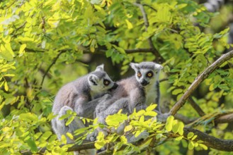 Two ring-tailed lemurs (Lemur catta) sit high up in a tree on a branch between fresh green leaves