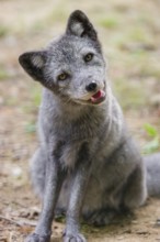 Portrait of a young arctic fox (Vulpes lagopus), (white fox, polar fox, or snow fox) that sits on