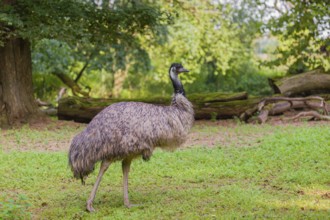 Portrait of an emu, Dromalus novaehollandiae, on a green meadow