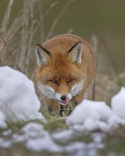 Red fox (Vulpes vulpes), hunting, winter fur, lurking, sniffing, hunting mice, dominant, male,