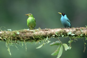 Male and female Green Honeycreeper (Chlorophanes spiza) on a branch, Costa Rica, Central America