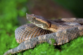 Rainforest Hognosed Pitviper (Porthidium) laying on moss, Costa Rica, Central America