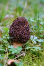 Grey morel, common morel (Morchella vulgaris), mushroom, mushroom, mushroom, Upper Bavaria,