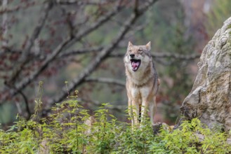 A female grey wolf (Canis lupus lupus) stands on a lying tree trunk in next to a rock on the top of