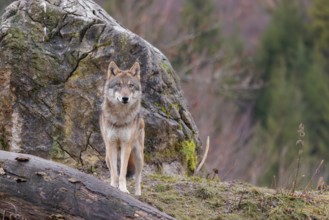 An adult female grey wolf (Canis lupus lupus) stands between a rotting tree trunk and a rock on a