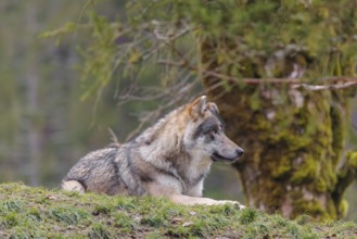 An adult male grey wolf (Canis lupus lupus) rests in a meadow next to a moss coveres tree on a hill