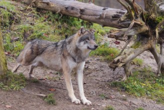 An adult male Eurasian grey wolf (Canis lupus lupus) stretches out in a meadow at the top of a