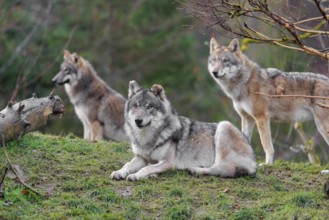 Three grey wolves (Canis lupus lupus), an adult female and a male as well as a cub, are