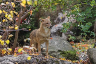 A golden jackal (Canis aureus) stands on a rotting tree lying on the ground between bushes and