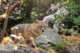 A golden jackal (Canis aureus) stands on a rotting tree lying on the ground between bushes and