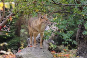 A golden jackal (Canis aureus) stands on a rock between bushes at the edge of the forest