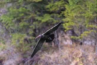 A Northern Bald Ibis, Hermit Ibis (Geronticus eremita) in flight in natural surroundings